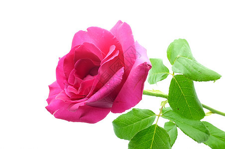 自然粉红玫瑰 植物学 植物 花束 婚姻 礼物 盛开 浪漫图片