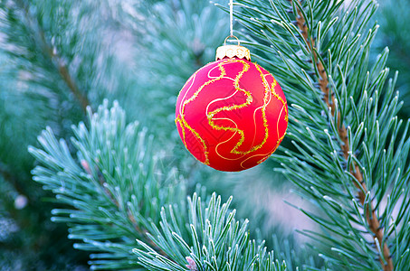 红球挂在紧闭的fir -tree上 玩具 庆典图片