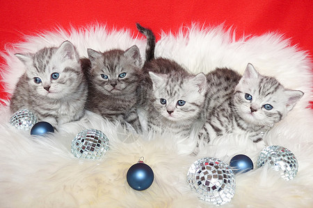 长在羊皮和圣诞球上的小小猫图片