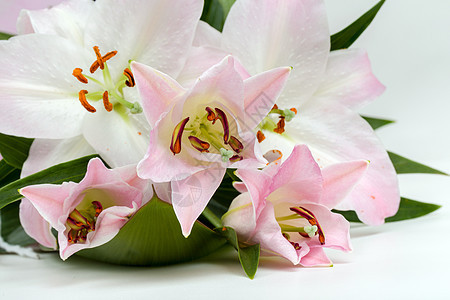 粉红百合花花束花 花粉 红色的 花的 新娘 粉色的图片