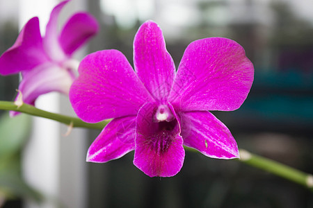 早期紫兰花 花瓣 开花 美丽的 百合 情人节 念日 盛开图片