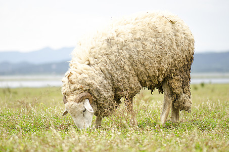 牧场上肮脏的毛毛羊 爬坡道 鬃毛 阳光 潮湿 阴霾 场景图片