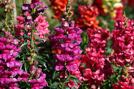  Snapdragon 花朵 宏观 自然图片