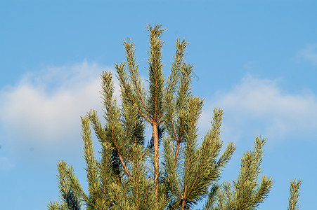 青春美丽的青绿色针头 在fir-tree上 日出 自然图片