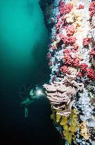 不列颠哥伦比亚省Scuba潜水 珊瑚 水下 呼吸管图片