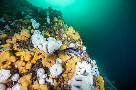 不列颠哥伦比亚省Scuba潜水 水肺潜水 温哥华 加拿大图片