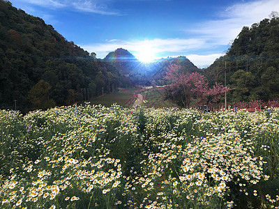 带鲜花的山区景观 天空 夏天 欧洲 迷人的 日出 阳光图片