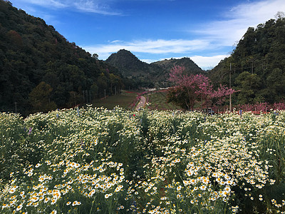 带鲜花的山区景观 紫色 季节 天堂 夏天 山脉图片