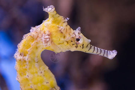 非常年轻的海马 有选择性地关注眼睛 珊瑚 热带图片