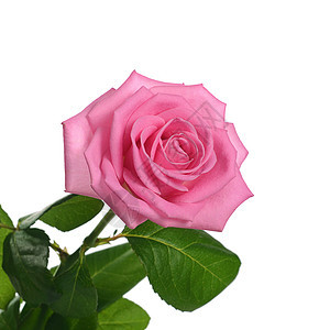 白色背景的粉红玫瑰 周年纪念日 墙纸 天 礼物 花朵 植物图片