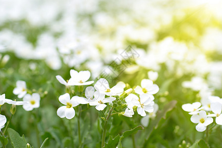 白花 天 浪漫的 夏天 季节 植物 美丽的 礼物图片