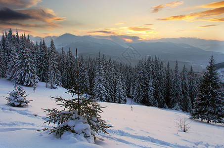 清晨阳光照耀的寒冬风景美景 童话 假期 树 山图片