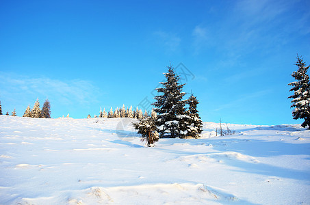 冬季寒冬平静的山地风景 雪覆盖了海面和积雪 云杉 云图片