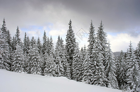 雾中冻冻的冬季森林 乌克兰喀尔巴阡山 雪图片