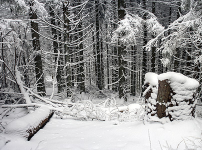 雾中冻冻的冬季森林 乌克兰喀尔巴阡山 寒冷的图片
