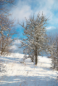 冬季冰冷森林 寒冷的 寒意 季节 旅行 天空 松树 户外图片