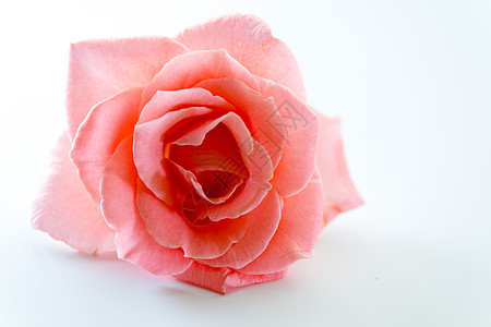 单玫瑰花 粉色的 爱 美丽的 红色的 生日 礼物 宏观图片