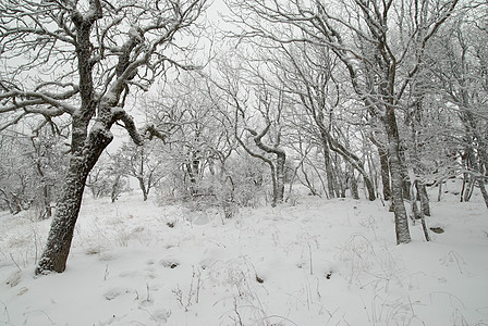 冬季风景与冰冷的树木 雪 圣诞节 美丽 木头 天气图片