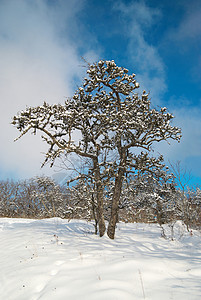 冬季冰冷森林 雪花 霜 冬天 旅行 松树 深的图片