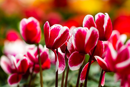 红花和白花 天 花的 复活节 季节 爱 团体 情人节 植物图片