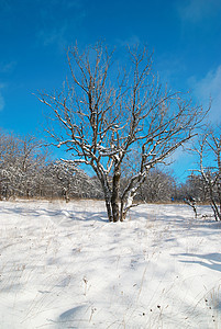 冬季冰冷森林 圣诞节 寒冷的 风景 雪花 松树 天气 美丽的图片