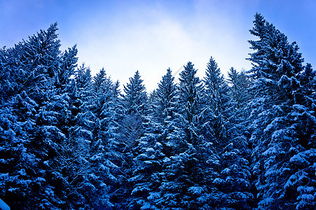 雪中阿尔卑斯山松林图片