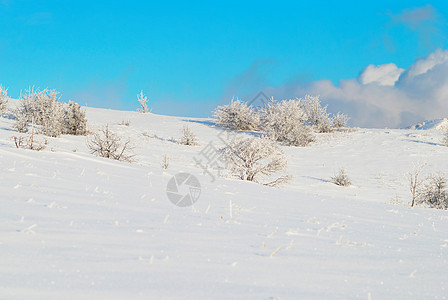 冬季冰冷森林 美丽 寒冷的 冷杉 树 木头 雪图片