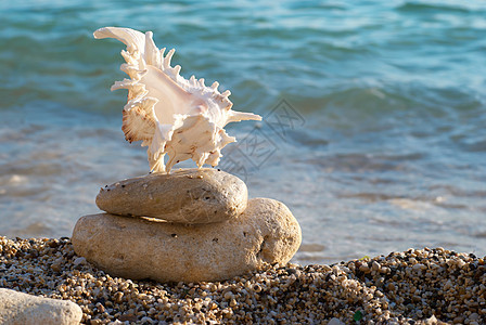 沙滩上的贝壳 晴天 海滨 蓝色的 自然 金的 海洋 海滩图片