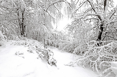 冬天 树木上下雪 天空 霜 森林 场景 下雪的 自然图片