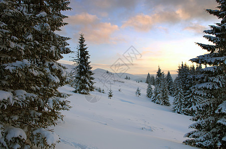 雾中冻冻的冬季森林 乌克兰喀尔巴阡山 假期图片