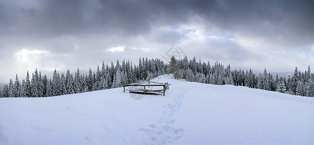 雾中冻冻的冬季森林 乌克兰喀尔巴阡山 冒险图片
