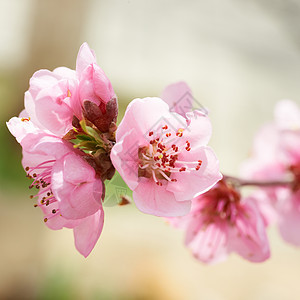 杏仁粉花花 自然 植物 树 爱 宏观 漂亮的 花瓣 日本人图片
