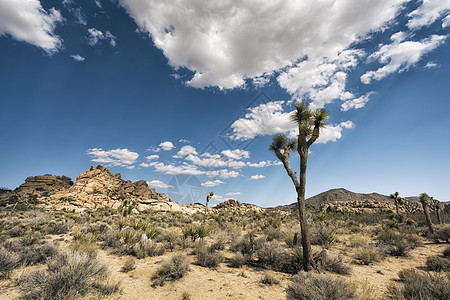 沙漠中的约书亚树 西方 美国 山脉 加州 孤独 环境图片