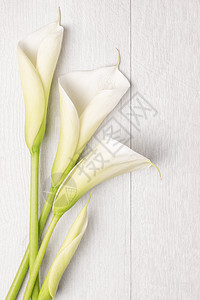 优美的春花 calla Lily 同情 莲花图片