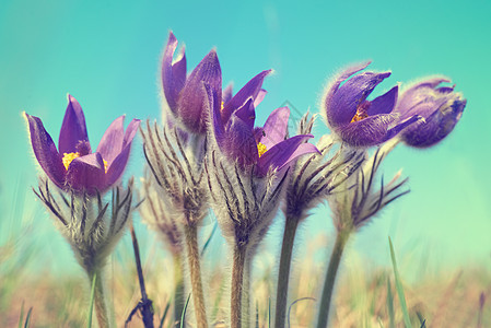 紫花花 植物 宏观 盛开 场地 美丽 美丽的 花的 中提琴图片