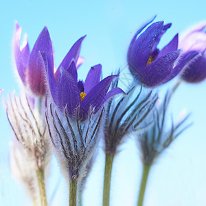 紫花花 春天 蓝色的 假期 植物群 白头翁 宏观 开花 花的图片