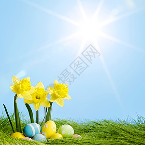 黄花和东方蛋 太阳 水仙花 草 开花 自然 蓝色的图片