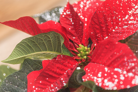 假日花盆 假期 圣诞节 自然 装饰品 绿色的 新年背景图片