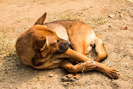 狗躺在地上 小狗 凄凉 放松 夏天 动物 可爱的 睡觉 犬类图片