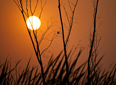 树鸟和日落背景图片