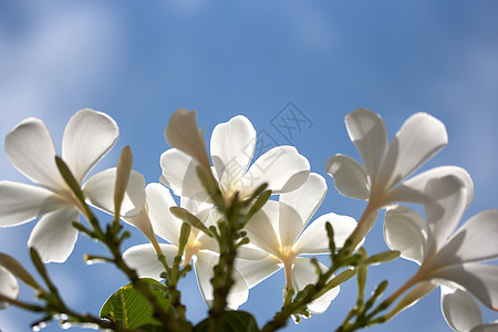 白花花 花的 植物学 公园 异国情调 浪漫 春天 放松 天空 热带图片