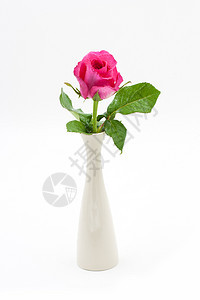 瓦斯的粉红玫瑰 被白色隔绝 婚姻 展示 礼物图片