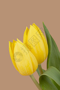 春黄黄色郁金香 宏观 盛开 浪漫的 美丽的 复活节 花瓣 庆典图片