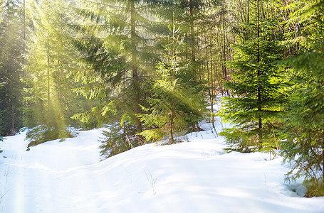 冬季森林中的阳光照亮 天空 冬天 一月 松树 霜图片
