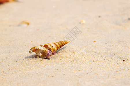 沙尘上密封贝壳 海岸线 海洋 夏天 海滨 户外的 美丽图片