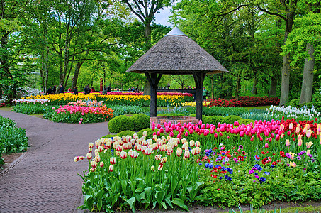 在荷兰的丽丝克肯霍夫公园 与多彩多彩的郁金香图片