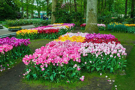 五颜六色的郁金香荷兰库肯霍夫公园里瑟 阿姆斯特丹图片