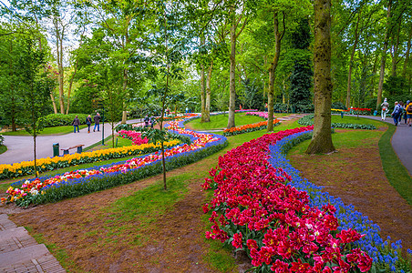 富多彩的花朵之路 荷兰里塞 美丽 花瓣 植物 自然图片