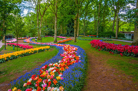 富多彩的花朵之路 荷兰里塞 公园 春天 风景 阿姆斯特丹图片