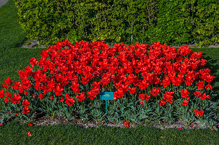 五颜六色的红色郁金香库肯霍夫公园荷兰利瑟 树 植物学图片